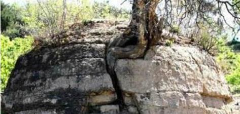 没人敢去|皇帝祖坟上长一棵大树，没人敢去砍，慈禧太后大怒我带头砍三斧！