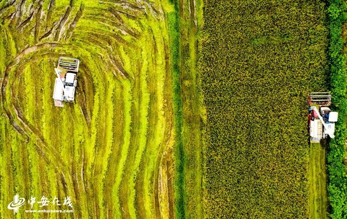  庐江|安徽庐江：水退人进 灾后自救【组图】