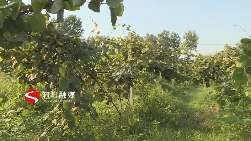 猕猴桃|红心猕猴桃果香四溢遇见丰收遇见甜蜜