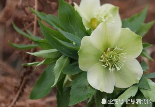  猛涨|八月开始，贵人鼎力支持，家业兴旺，运势突飞猛涨的生肖