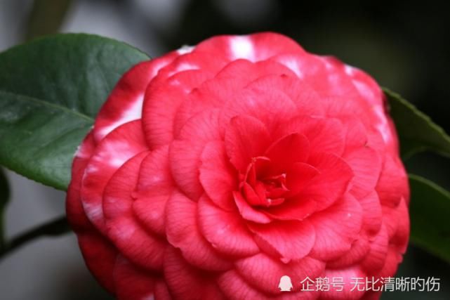 上旬|十月上旬开始，运势如虹，好运追着跑，事业顺风顺水的生肖