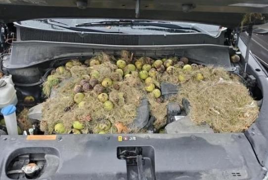 车费|车费半天劲启动不了,女司机打开引擎盖后,“冒出”100多核桃