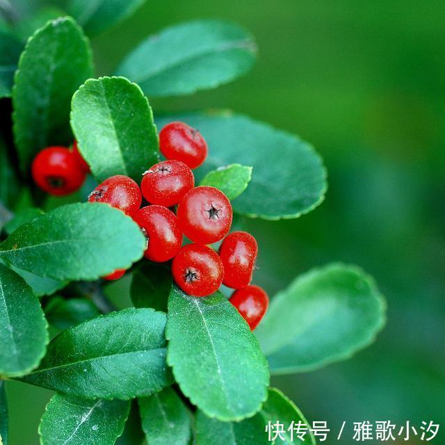 小时候|秋天,漫山遍野都是小时候吃过的“野味”,你还认得几种?