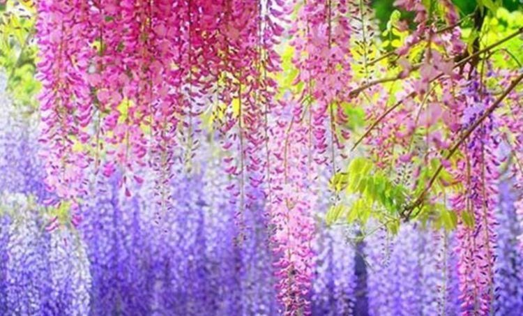  花香|养花试试这几款，花开繁盛花香怡人，寓意吉祥，漂亮好养