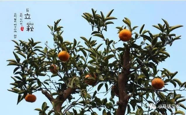 母秋丘|立秋将至，俗语“公秋农民忧，母秋丘丘收”，今年公秋还是母秋？