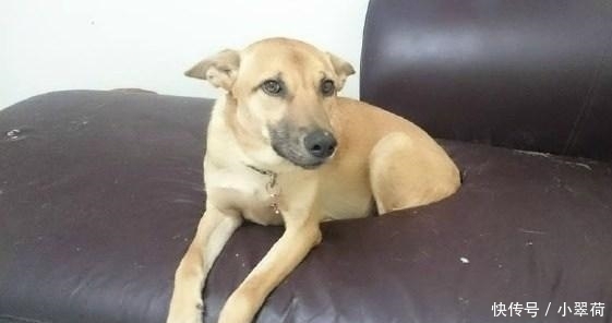 沙发|看到狗子犯错后一副这么无辜的表情, 铲屎官都下不了手!