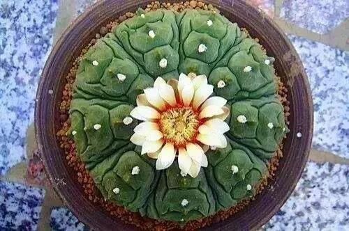  人养|每个人养肉人都应该学会鉴赏“兜”