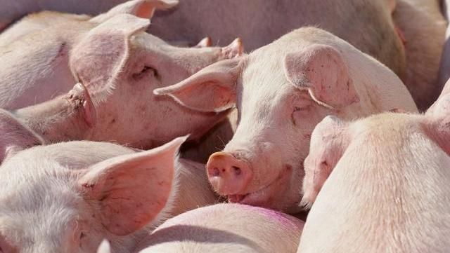 立华股份：6月出售肉猪780万头 出售的收益178亿元