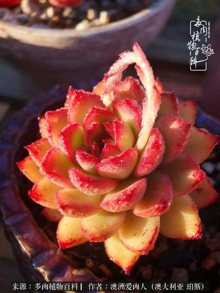 血放|多肉让你把血放，文玩掏空你家当，你要在哪个坑里乘风破浪？