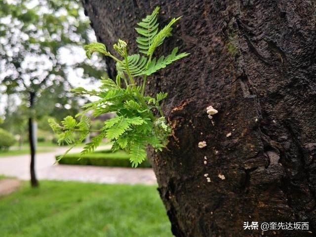 感谢|今生难忘老连长，祝福我的老连长