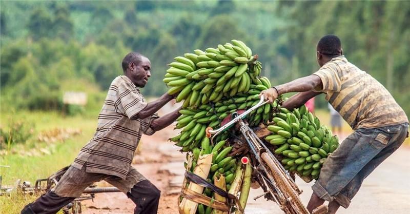 是因为|非洲人饭都吃不上还不种地,是因为懒吗?专家:你看地上长了什么