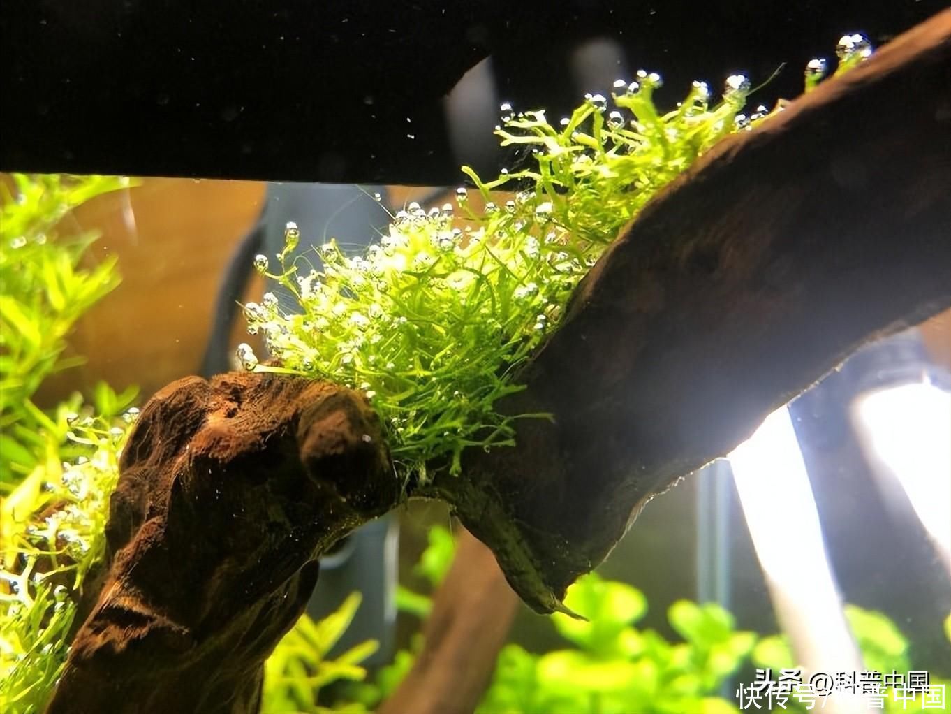 适合水里养的草(土里的草养腻了？来试试养水里的草吧！)