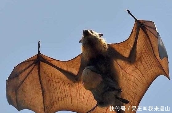 人类|澳大利亚山火摧毁栖息地 60万蝙蝠涌入人类栖息地