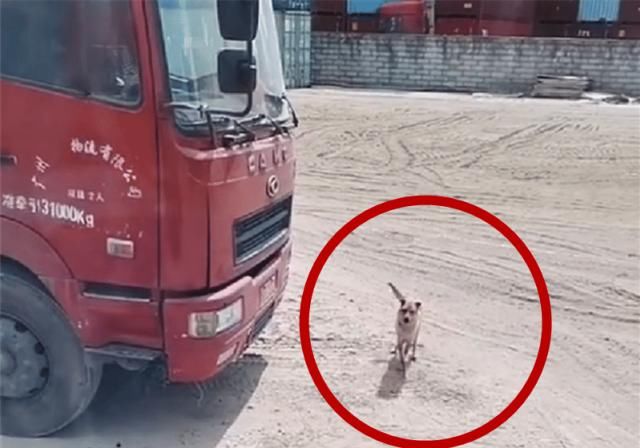  汇报|货车司机喜提新车，却忘了和自己的狗汇报，结果让人流下热泪！