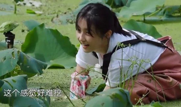  节目|《向往4》嘉宾挖藕被质疑是作秀，官博公开科普，打脸有点狠