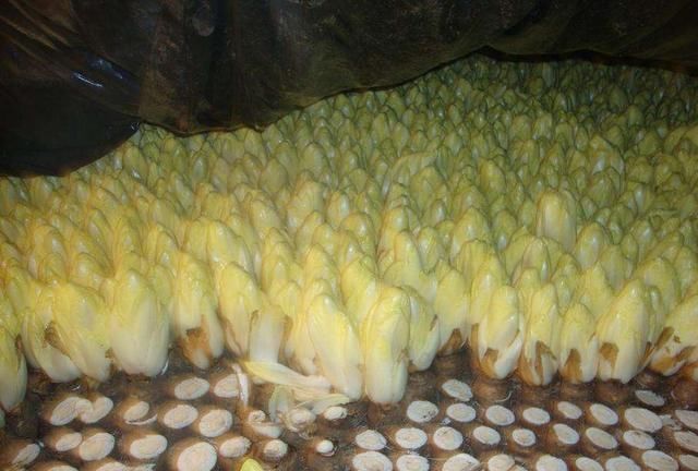  尿酸|38岁男子，尿酸高达820，确诊肾衰竭，这种饮品不能当水喝