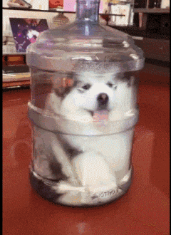  GIF|搞笑GIF：你们对篮球一无所知，真是丢人