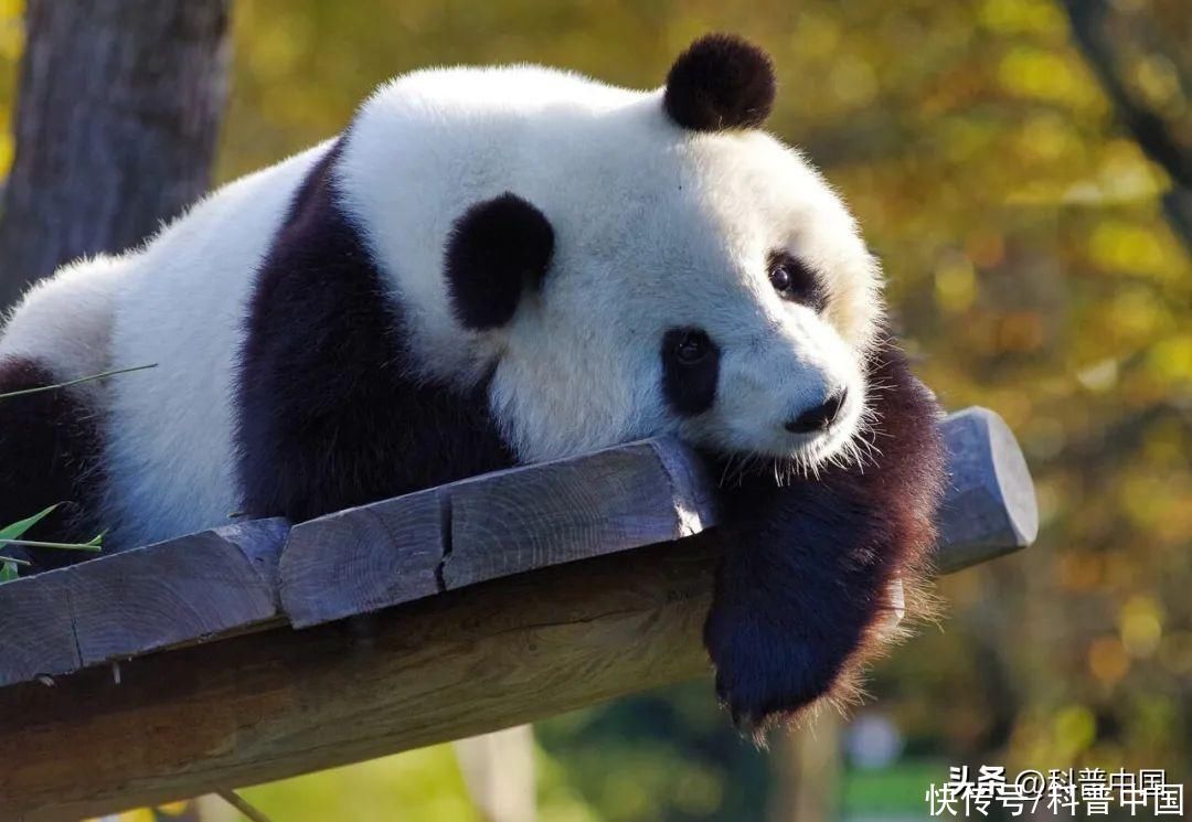 黑眼圈一定是熬夜造成的吗(黑眼圈一定是熬夜造成的吗？这几种情况，千万别忽视！)