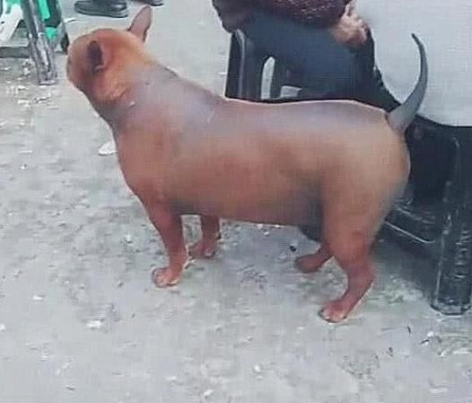  脆皮|小伙偶遇一只“脆皮狗”, 外焦里嫩，狗狗动起来让人无法直视