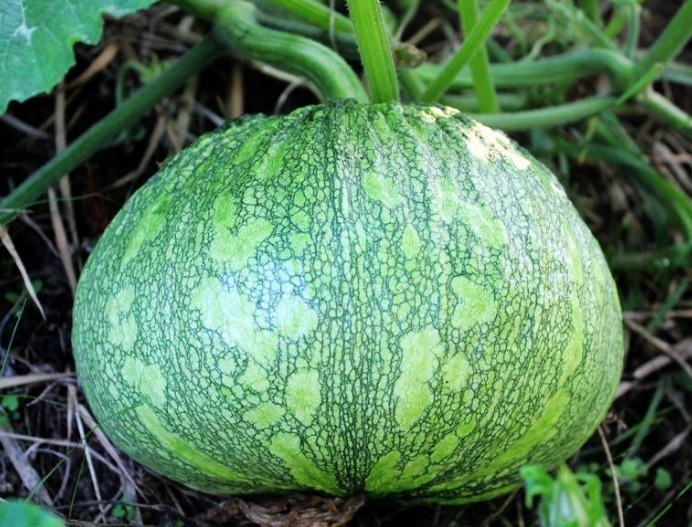 南瓜过敏|南瓜是我们常见的,以下两种人最好不要吃,赶紧来了解一下