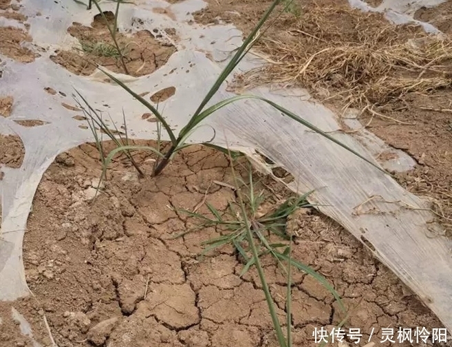 即将|门外汉种甘蔗不懂方法,30亩甘蔗即将打水漂,难倒甘蔗汉