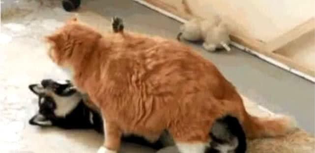  橘猫|二哈作死挑逗橘猫不成，反被橘猫泰山压顶，主人看了笑出了泪花