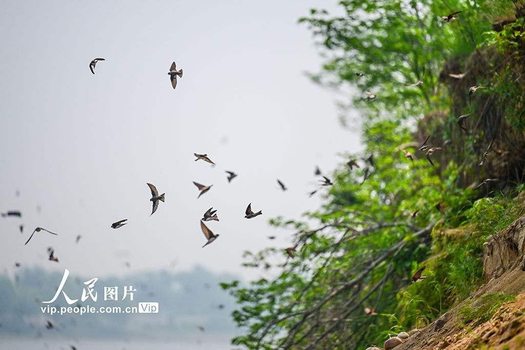 河南洛阳：崖沙燕“安家”黄河湿地