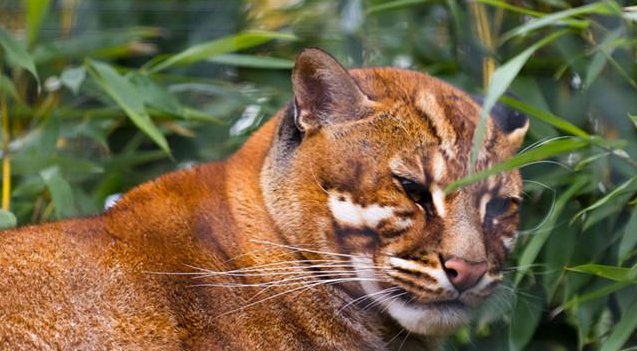  何物|传说中猛兽“彪“是何物？能杀死老虎，2005年后我国仅拍到3次