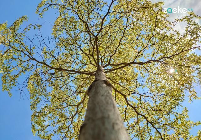  X50|vivo X50 Pro+ 拍照专项评测：强悍如此，堪称炫技