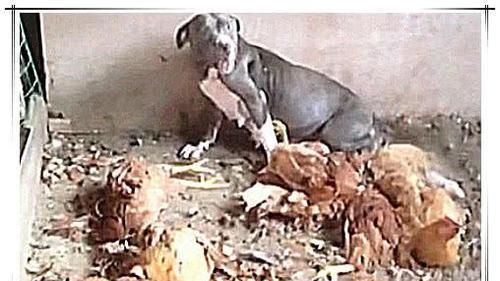  肠子|总有野猫偷鸡，主人让狗狗去看护鸡圈，次日看到这一幕悔青肠子！