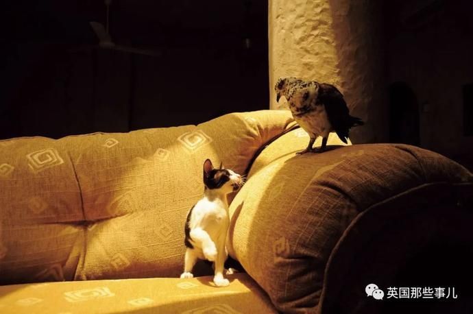  沙漠|霓虹妹子嫁到阿联酋，在5万平米的沙漠＂后院＂里养猫养骆驼?!