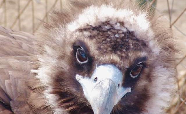 喉咙|这个皇子是卡在康熙帝喉咙的一根刺，最终因为两只老鹰被拔除