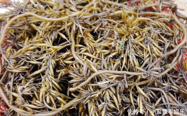 是从|在日本受追捧的“长寿菜”,原来是从中国进口,我们却很少有人吃