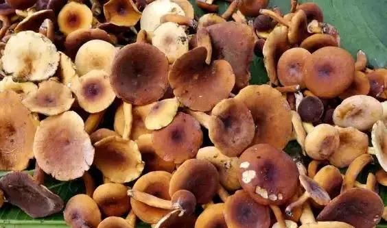 特产|大凉山特产，你知道几个？