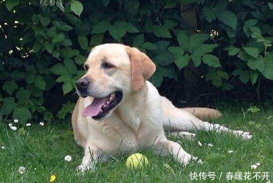 秘密|拉布拉多犬“舔人”的秘密,你还不知道吧!