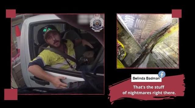  毫发|高速开车腿上忽现毒蛇，澳男子用安全带和小刀将其杀死毫发无伤