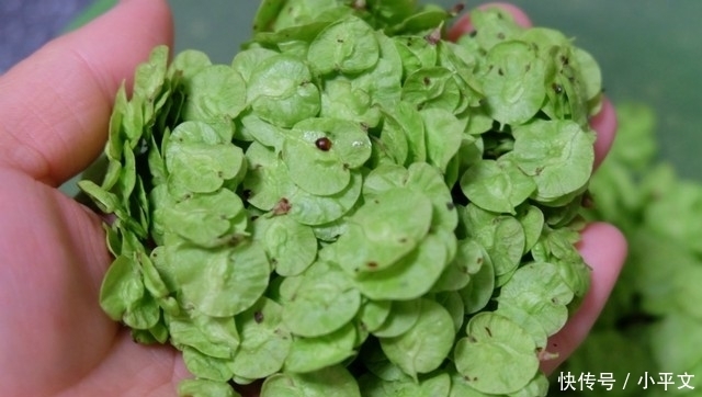 发酵好|榆钱蒸馒头,搭配玉米面最清香,详细步骤分享,简单易做超好吃