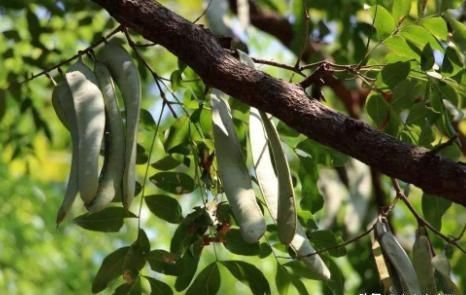  糖水|原产自我国，果实在古代是贡品，儿时用它煮糖水喝，如今100元1斤