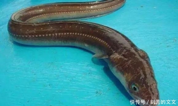  认出|海鲜大全, 你能认出多少