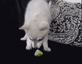 图片|22张图片记录狗狗的日常:第一次吃到了柠檬的狗子