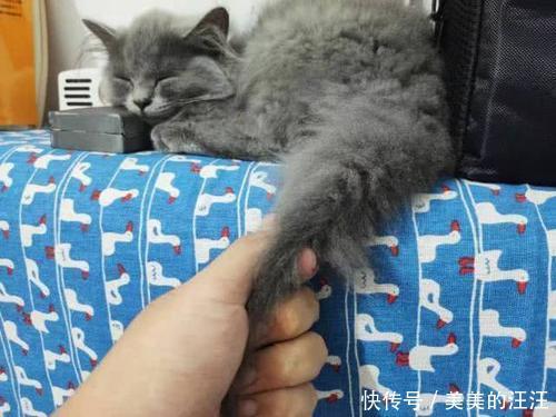 为啥|拽猫尾巴真的会“拉稀”吗?为啥阴天猫咪爱洗脸?了解下猫的感官