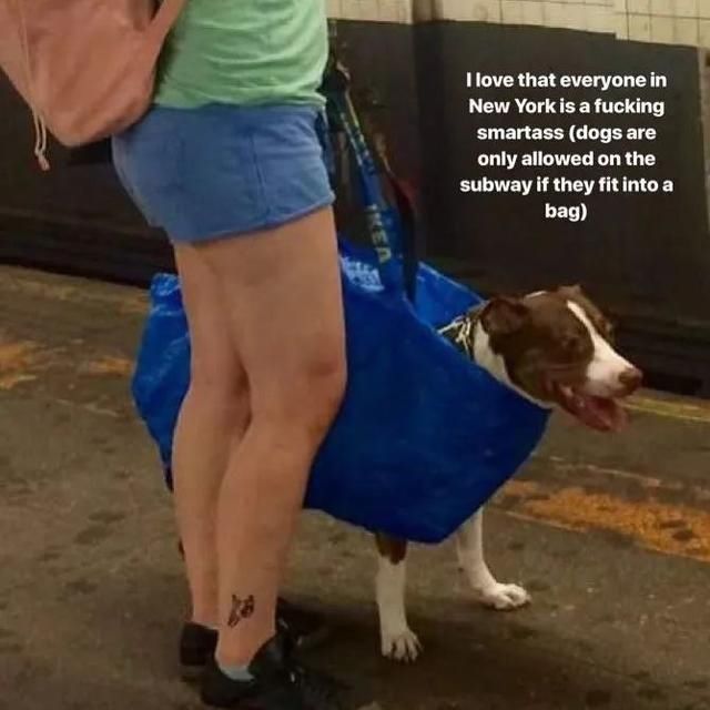  乘坐|美国人怎么喜欢带着宠物猫狗乘坐地铁？爱猫狗人士慎点