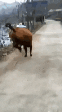 发现|搞笑GIF：发现一个很皮的大象