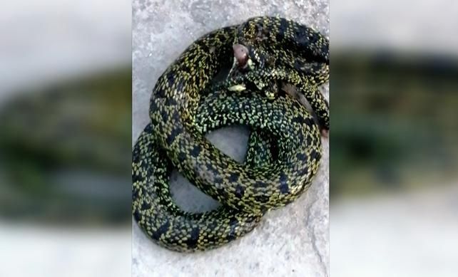  上山|命悬一线！贵州4岁男童上山采蘑菇，不幸被蛇咬伤