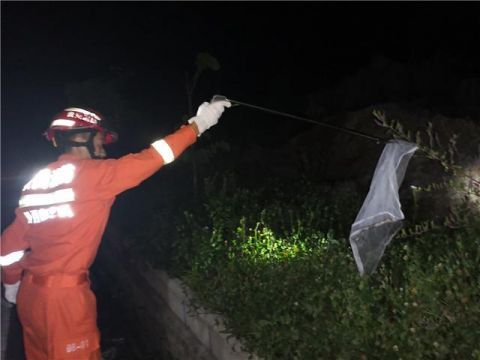 消防员|眼镜蛇深夜“造访”便利店 消防员捕获放归大自然