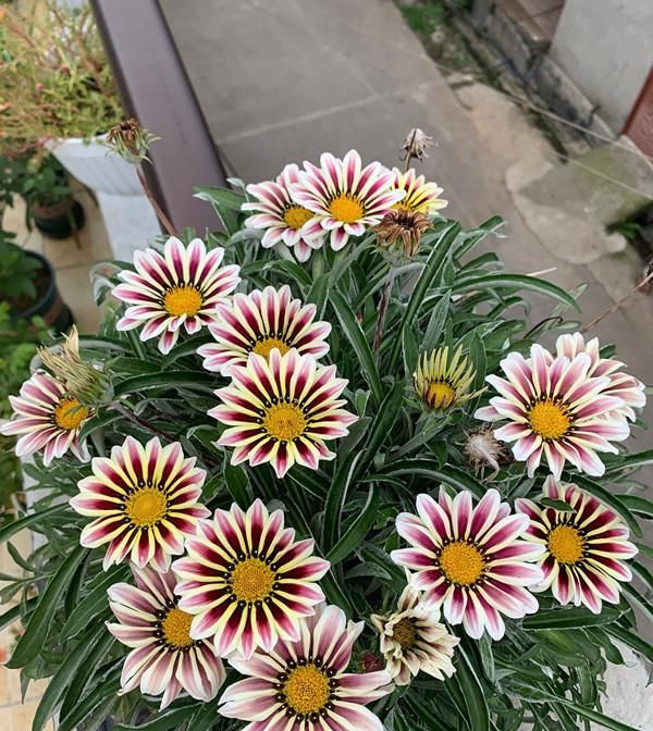  太阳|适合懒人养的盆栽花—勋章菊，周年开花，耐热也耐寒，南北都能种