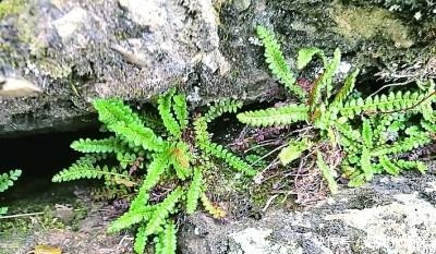 青海首次发现国家一级保护植物玉龙蕨