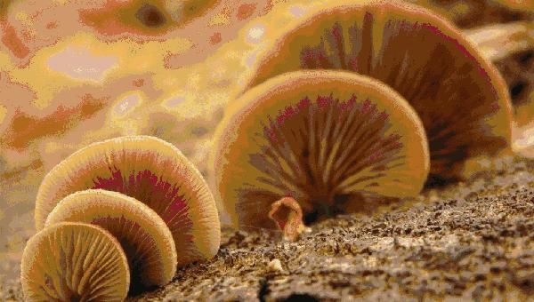 特产|大凉山特产，你知道几个？