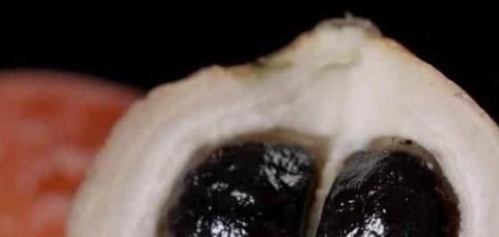 世界|世界上最甜的水果，没有人敢直接吃，糖度是糖的3万倍