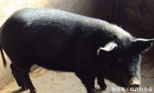 感兴趣|德国人喜欢养猪,还喜欢吃猪肉,为什么会对猪肉这么感兴趣